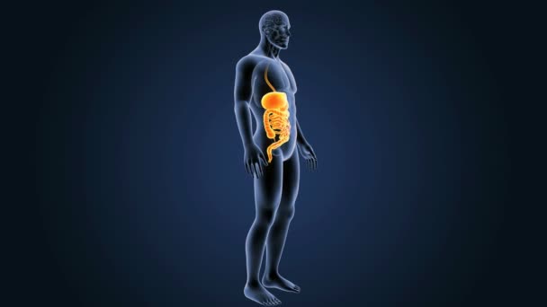 人体消化系统的解剖 — 图库视频影像