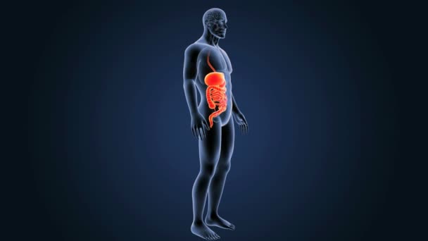 Anatomy of human digestive system — Stock Footage Anatomy of human digestive system Royalty Free Stock Video