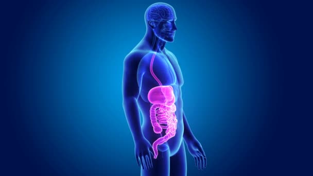 Anatomía del sistema digestivo humano — Vídeo de stock