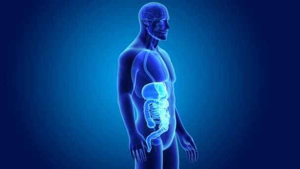 Anatomy of human digestive system — Stock Video