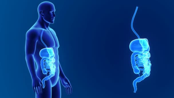 Anatomia do sistema digestivo humano — Vídeo de Stock