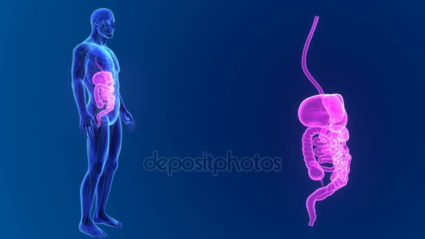 Anatomía del sistema digestivo humano — Vídeo de stock