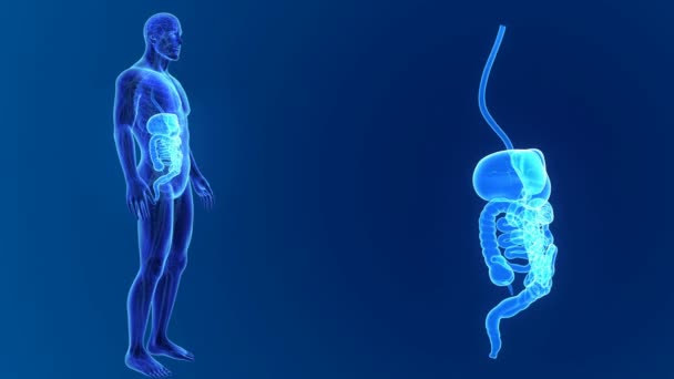 Анатомия пищеварительной системы человека — стоковое видео