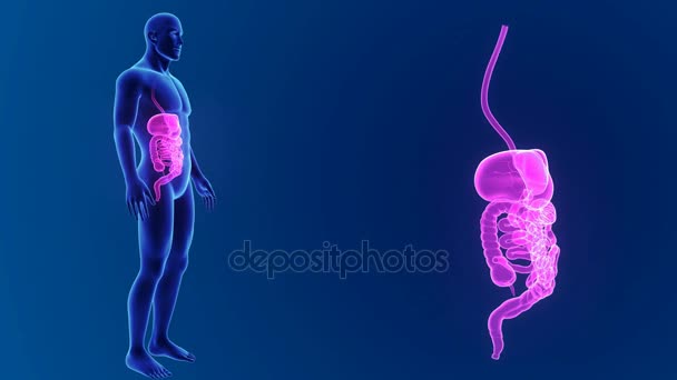ANatomie du système digestif humain — Video