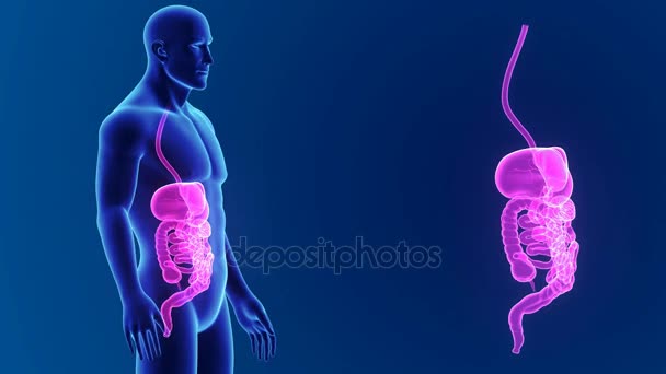 Anatomy of human digestive system — Stock Video