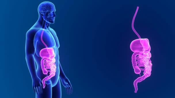 Anatomia do sistema digestivo humano — Vídeo de Stock
