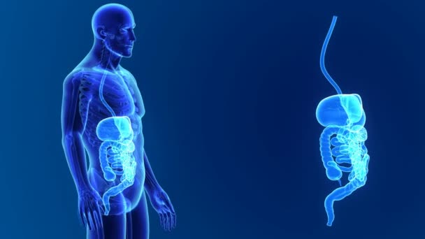 Anatomía del sistema digestivo humano — Vídeos de Stock