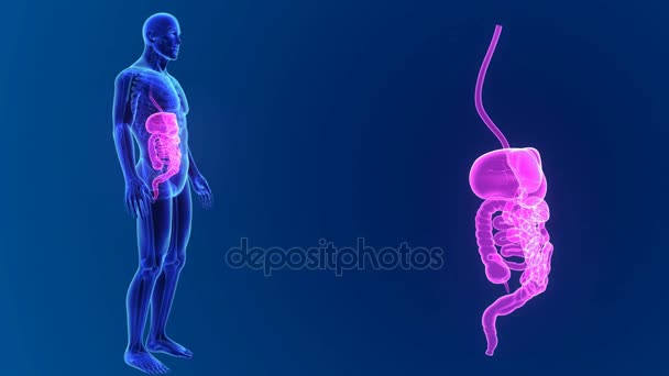 Anatomía del sistema digestivo humano — Vídeo de stock