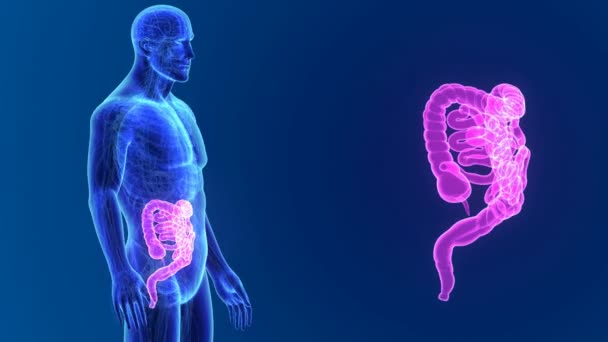 Intestino con anatomía — Vídeo de stock