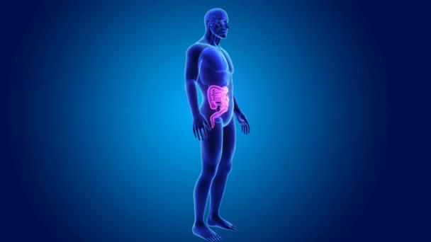 Intestin avec anatomie — Video