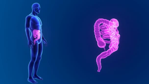 Intestinul cu anatomie — Videoclip de stoc