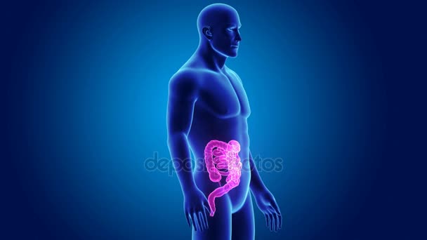 Intestino con anatomia — Video Stock