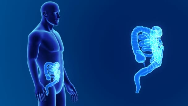 Intestino con anatomía — Vídeo de stock