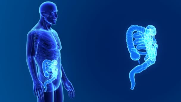 Intestino tenue con organi — Video Stock