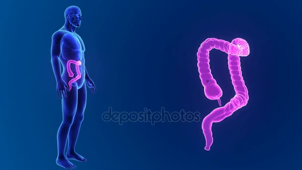 3d zoom do intestino grosso — Vídeo de Stock