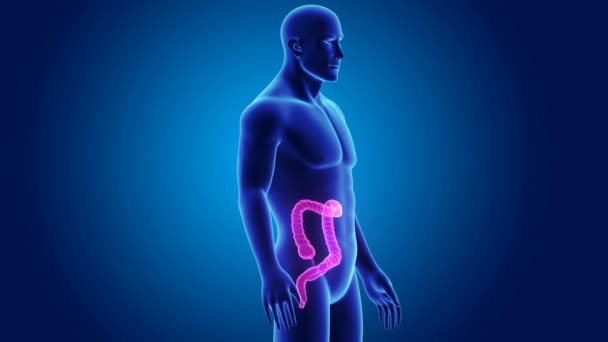 3d Large intestine zoom — Stock Video