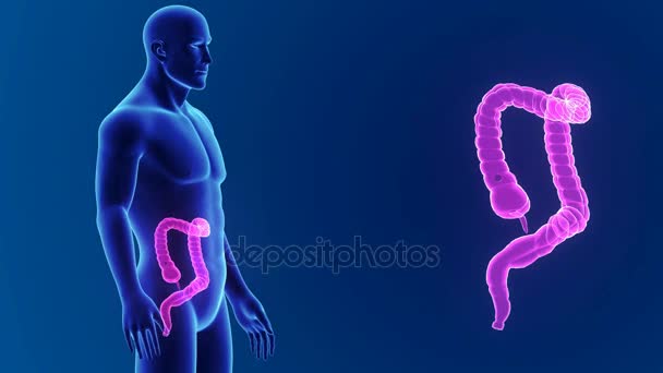 3d Zoom dell'intestino crasso — Video Stock