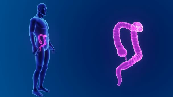 3d Large intestine zoom — Stock Footage 3d Large intestine zoom Video Clip
