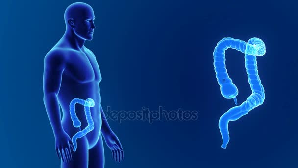 3d Large intestine zoom — Stock Footage 3d Large intestine zoom Stock Footage