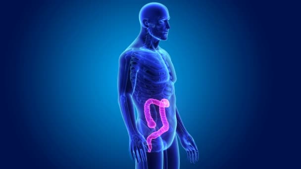 3d Large intestine zoom — Stock Footage 3d Large intestine zoom Royalty Free Stock Footage