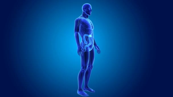 3d Large intestine zoom — Stock Footage 3d Large intestine zoom Stock Footage