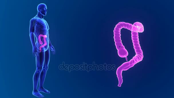 3d Large intestine zoom — Stock Video