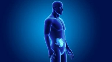 İnce bağırsak organları ile