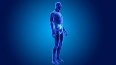 İnce bağırsak organları ile