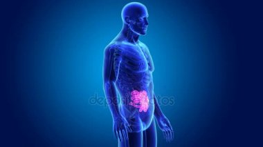 İnce bağırsak organları ile