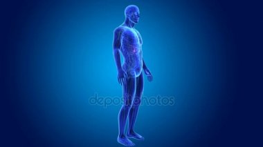 anatomi ile 3D safra kesesi