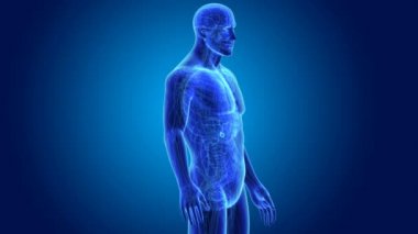 anatomi ile 3D safra kesesi