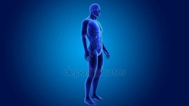 anatomi ile 3D safra kesesi