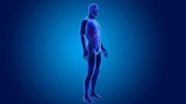 anatomi ile 3D safra kesesi