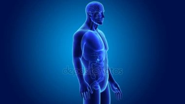 anatomi ile 3D safra kesesi