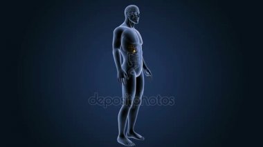 anatomi ile 3D safra kesesi