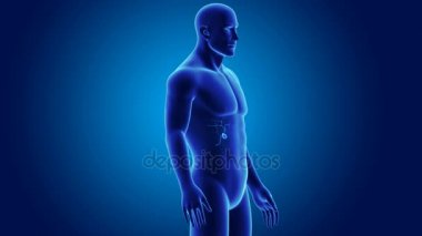 anatomi ile 3D safra kesesi