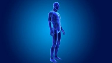 anatomi ile 3D safra kesesi