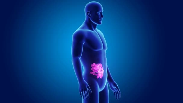 Intestino delgado con órganos — Vídeo de stock