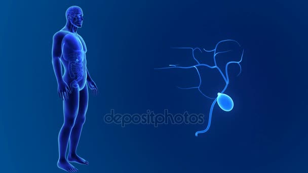 3d vesícula biliar com anatomia — Vídeo de Stock