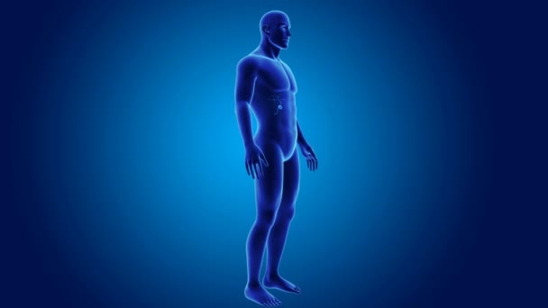 3d Gallbladder with anatomy — Stock Video