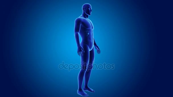 3d vésicule biliaire avec anatomie 