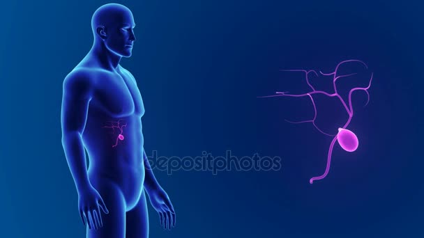 해부학과 3d 쓸 개 — 비디오