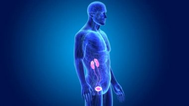 Beden ile üriner sistem