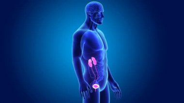 Beden ile üriner sistem