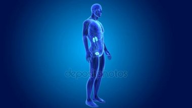 Beden ile üriner sistem