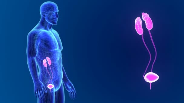 Sistema urinario con cuerpo — Vídeo de stock