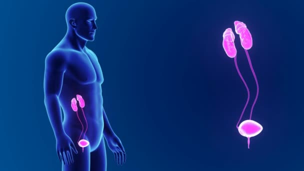 Urine-systeem met lichaam — Stockvideo