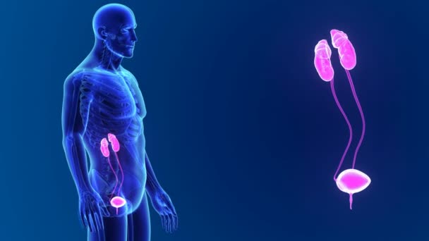 Sistema urinário com corpo — Vídeo de Stock