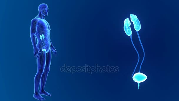 신체와 비뇨 기 시스템 — 비디오