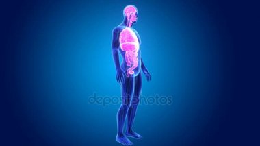 3D Anatomi organlarla  